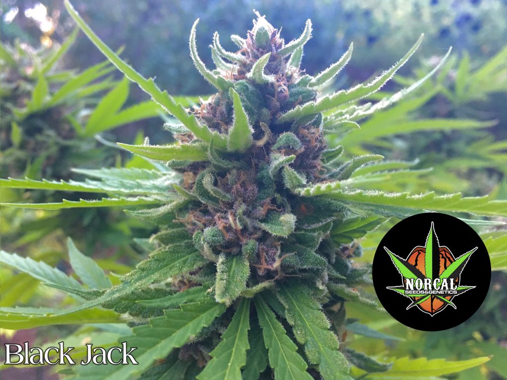 BLACK JACK SEEDS NorCal Seeds and