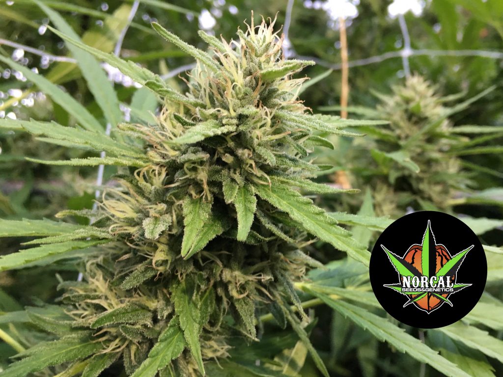 PINEAPPLE KUSH SEEDS NorCal Seeds and