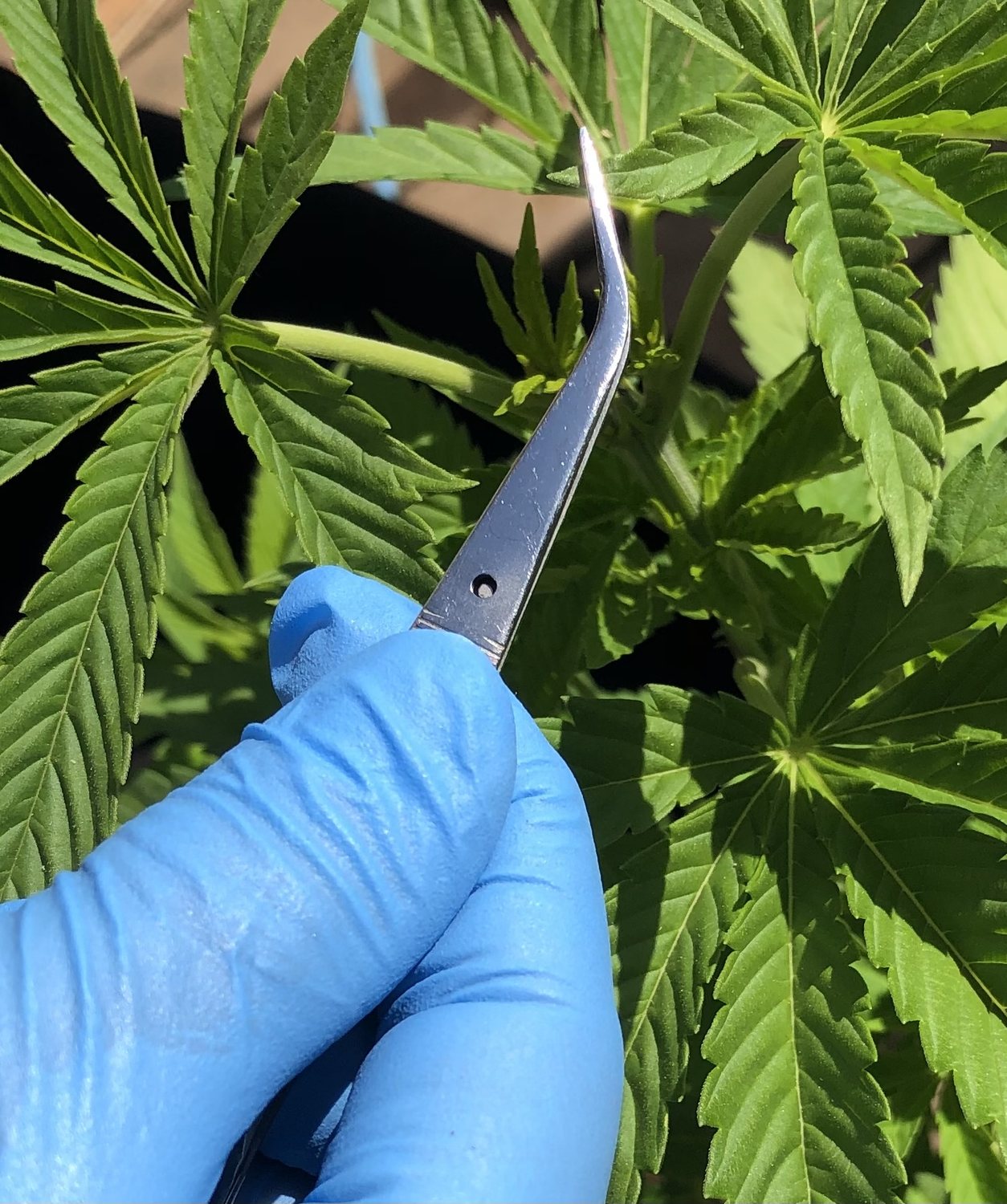 A gloved hand taking a leaf sample from a growing plant