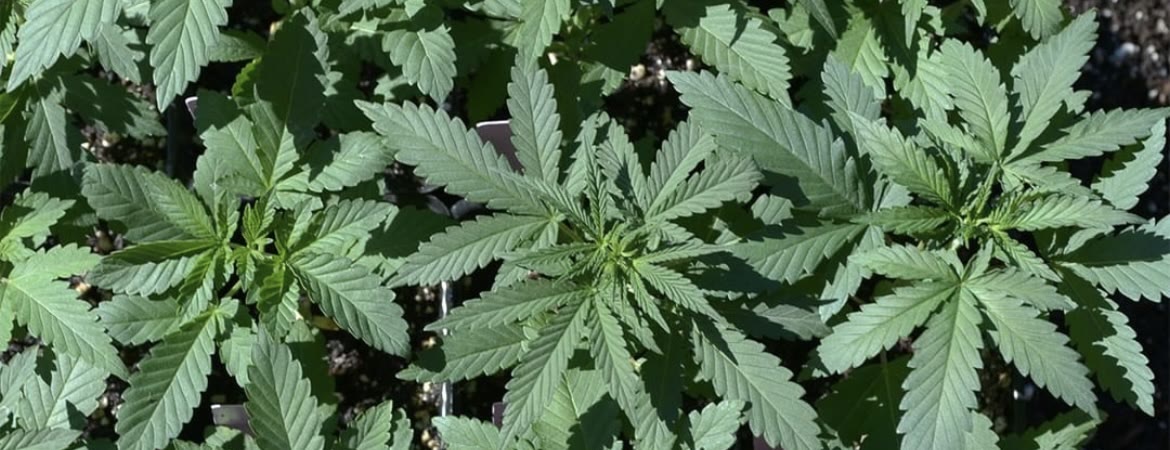 A stand of cannabis plants seen from above