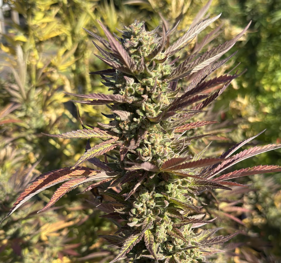 A red-stemmed cannabis plant photographed against open sky