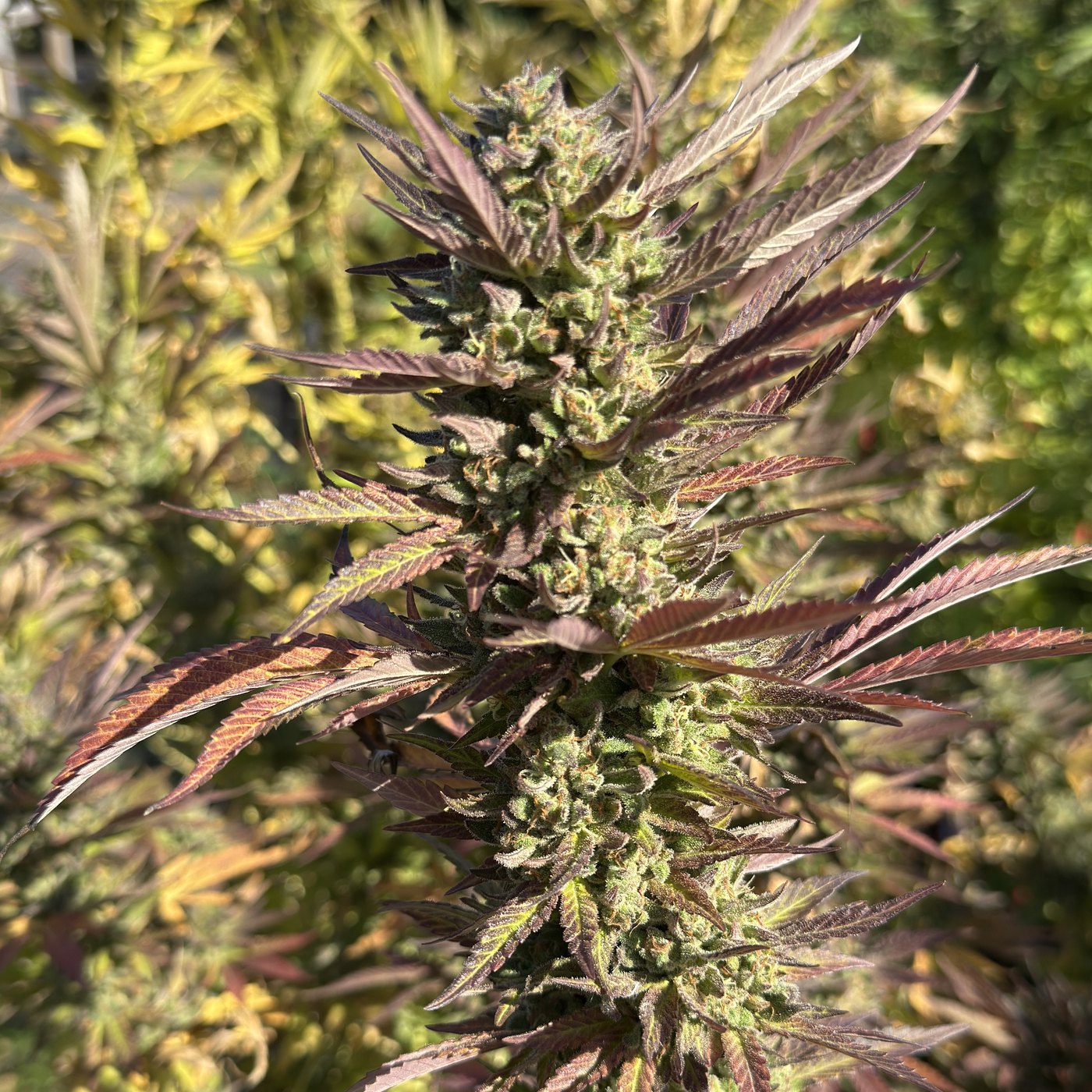 A mature cannabis flower turning colour late in the season
