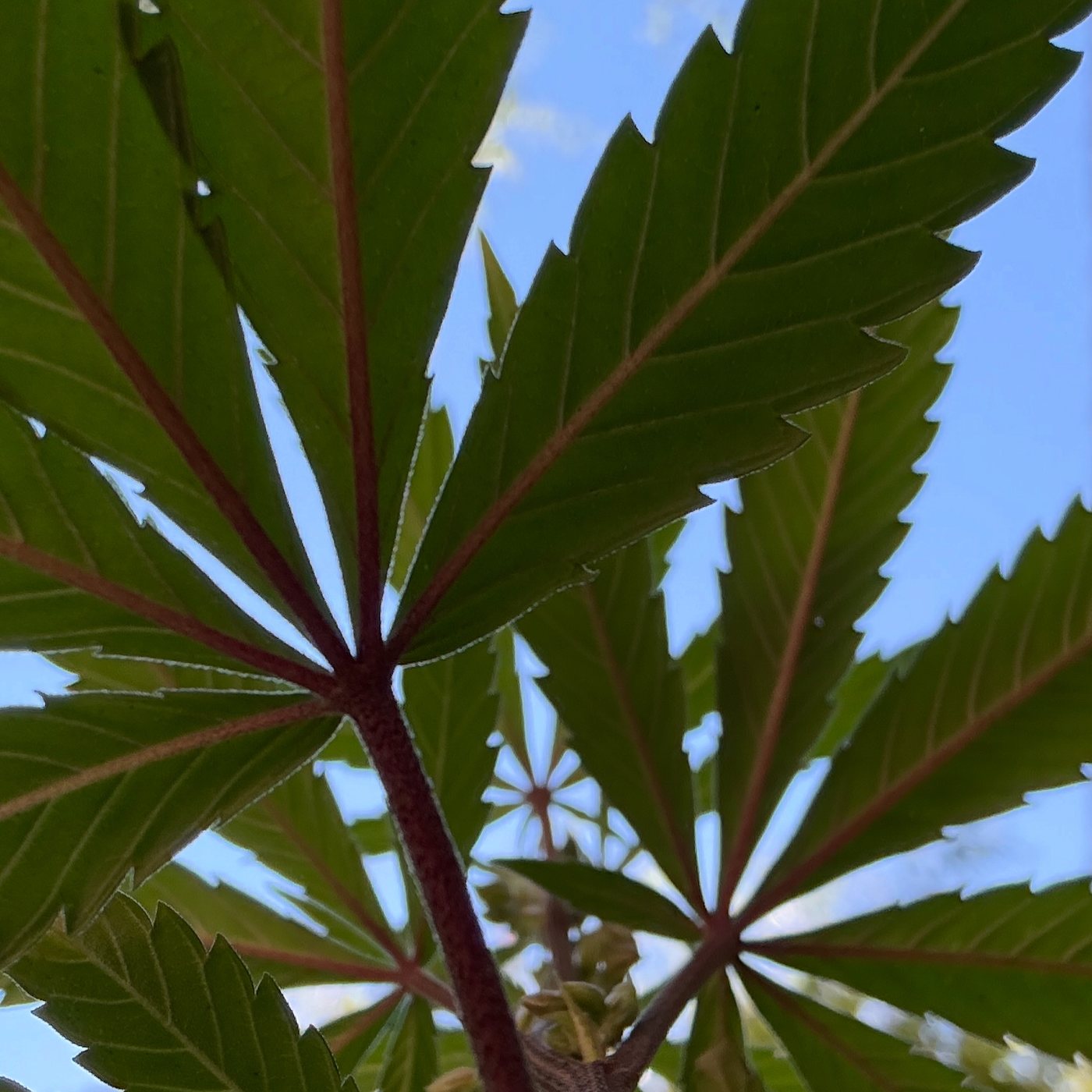A red-stemmed cannabis leaf against open sky