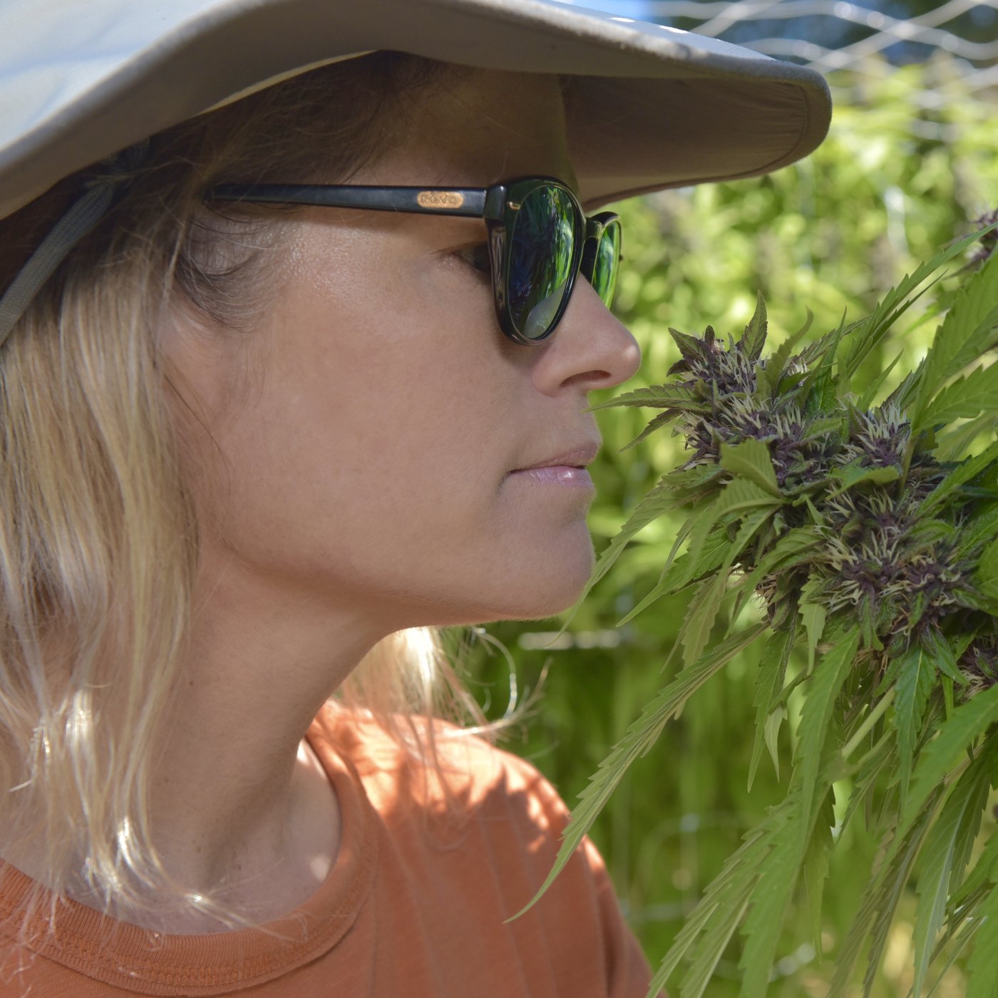 A grower assessing a flowering plant in the field