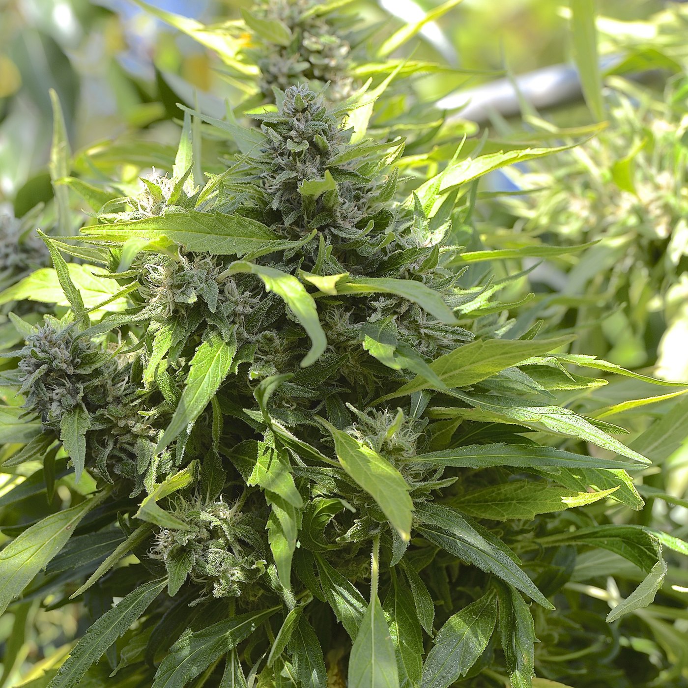 Rows of cannabis under cultivation