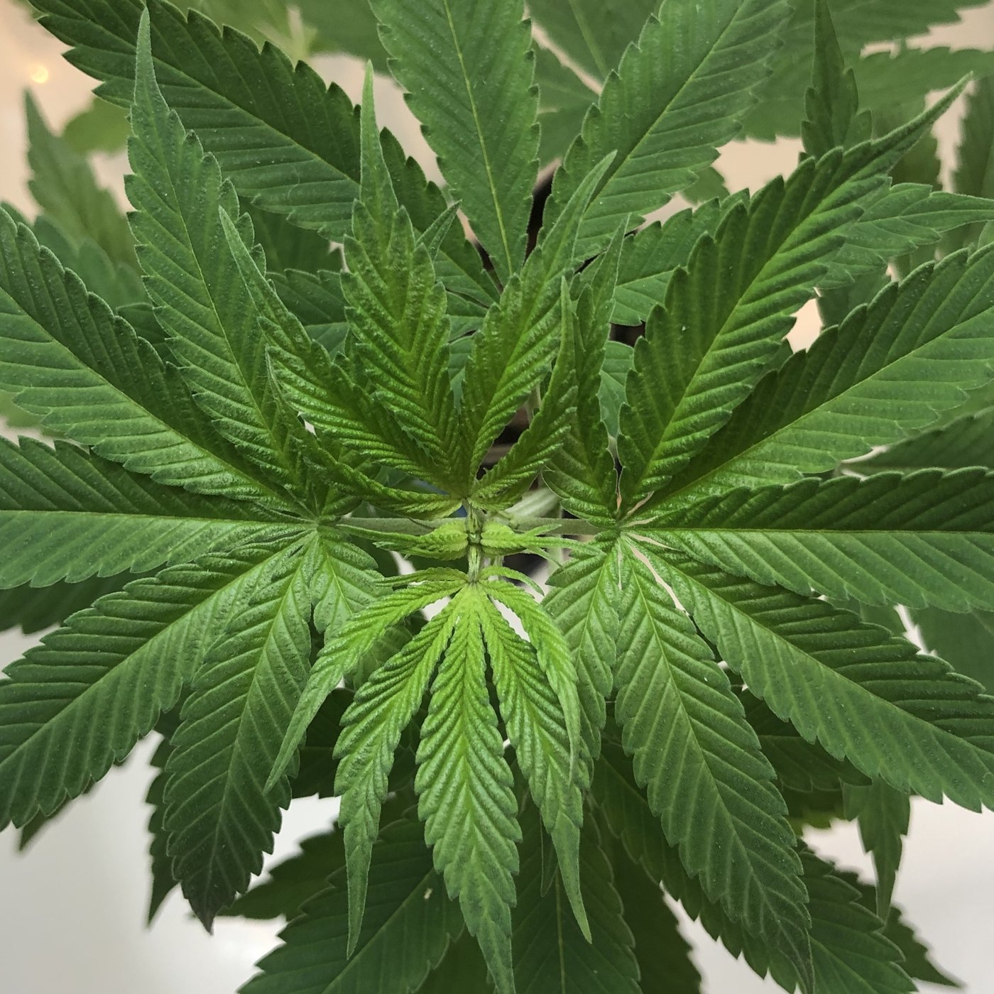 A cannabis leaf whorl photographed from directly above
