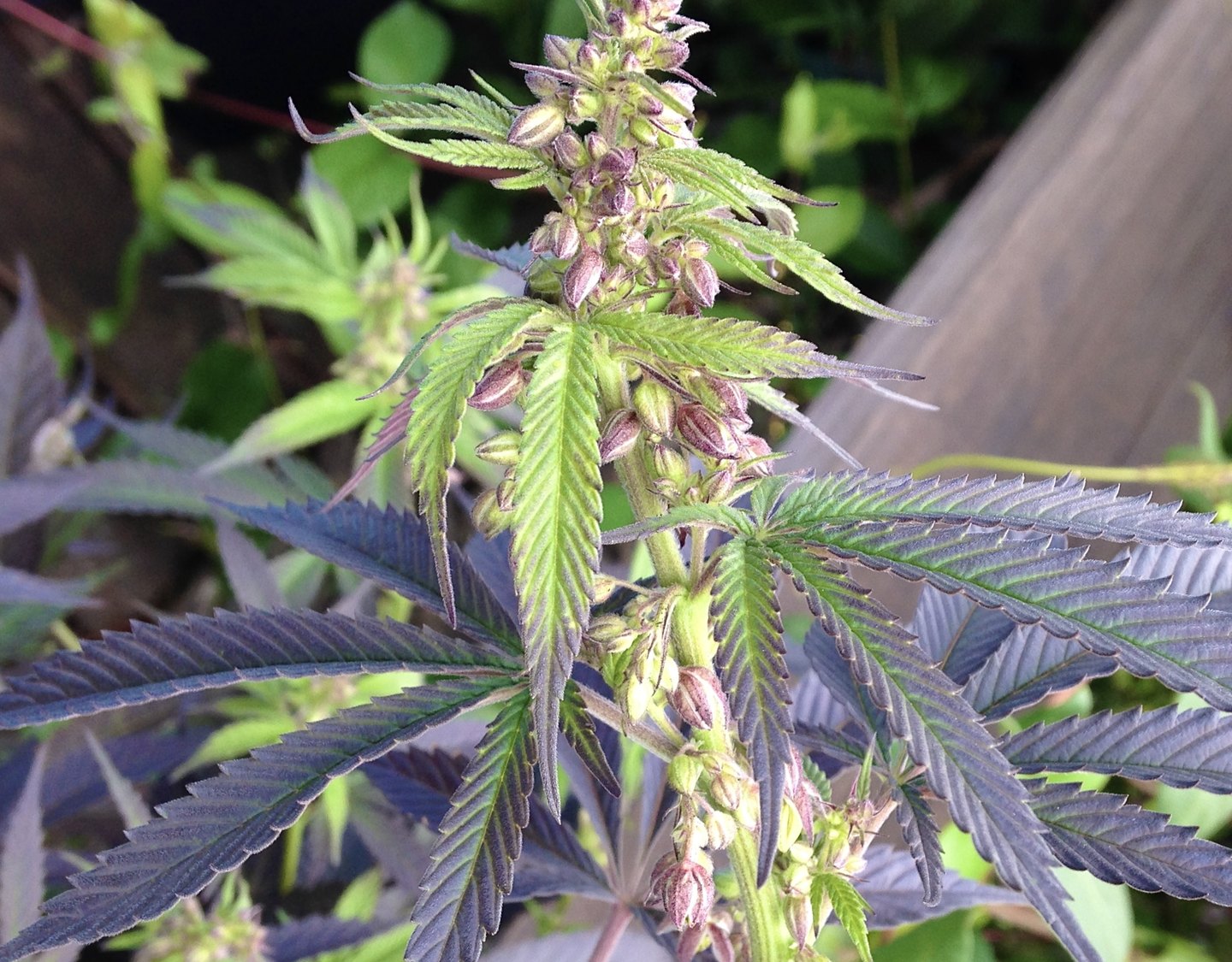 A purple-leaved cannabis plant in flower
