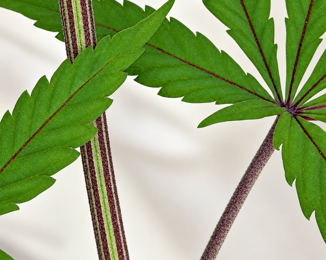Cannabis leaves and stems against a pale ground