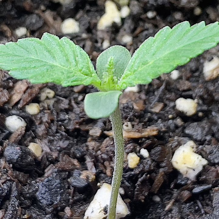 A cannabis seedling emerging from dark soil