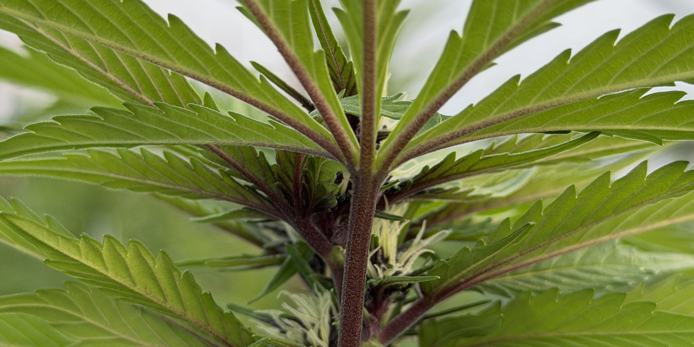 A cannabis stem in early flower against a pale ground