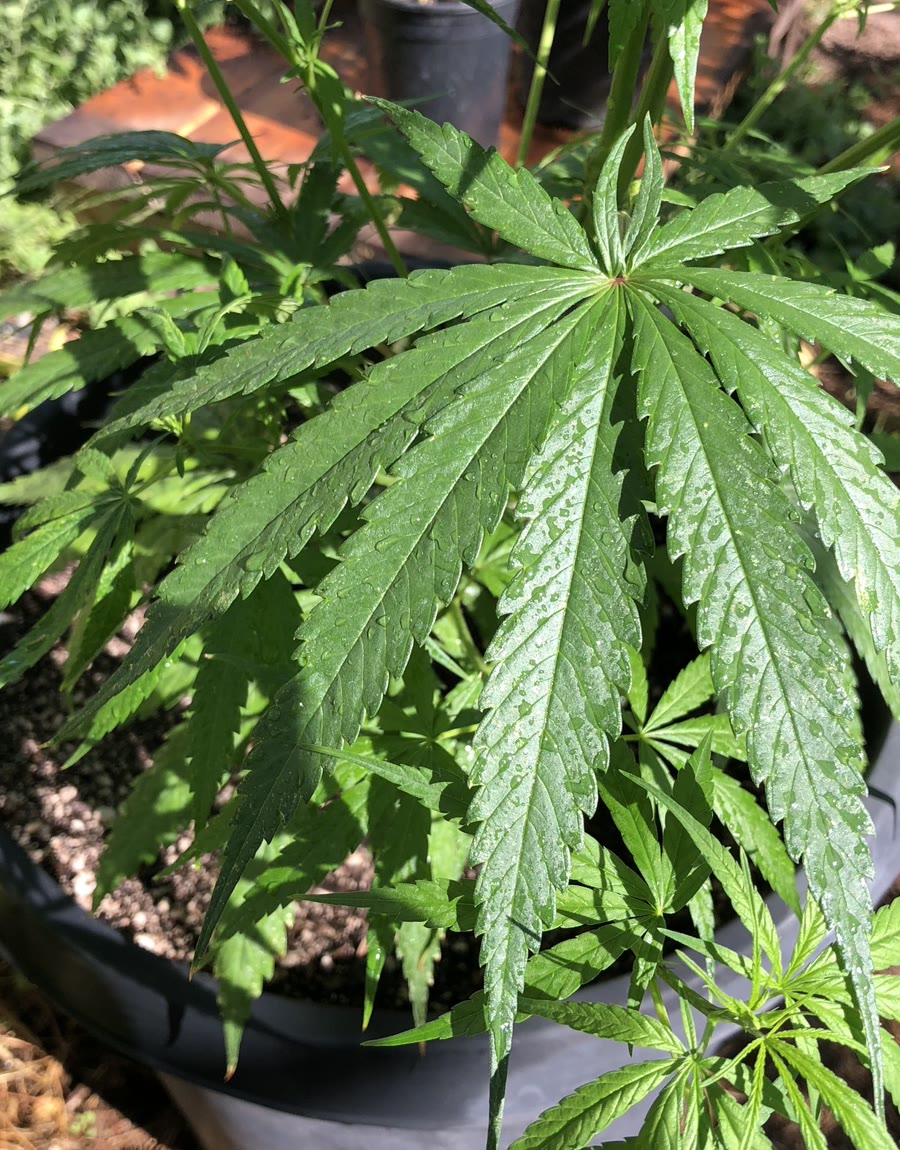 A plant seen from directly above, leaves fully open