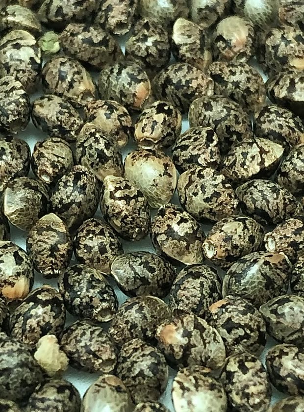 A lot of preserved cannabis seed, mottled and closely packed