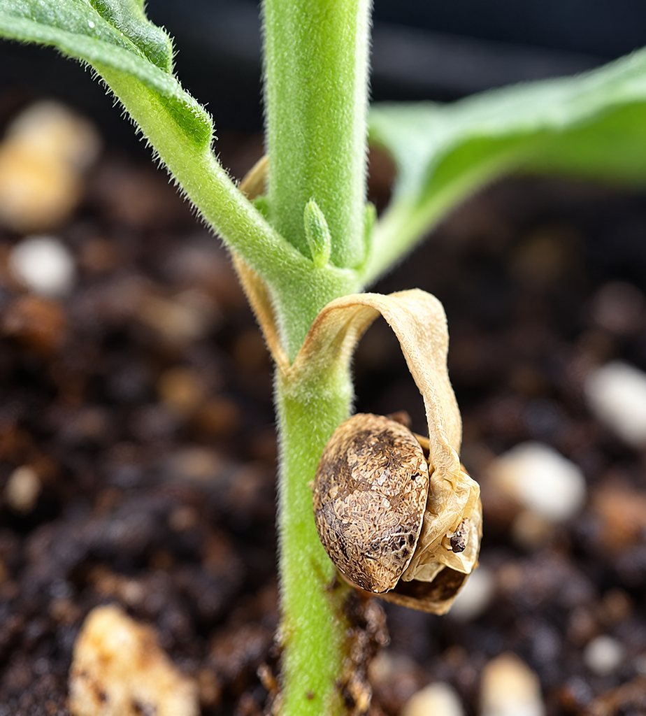 A germinating seed still carrying its shell