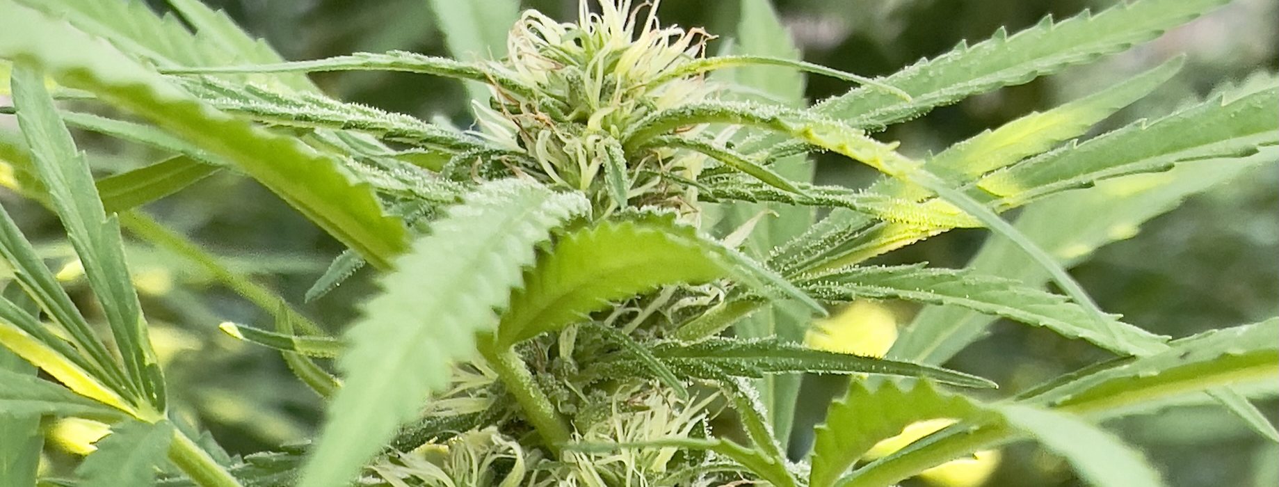 A macro view of frosted trichomes and pistils on a flowering cola