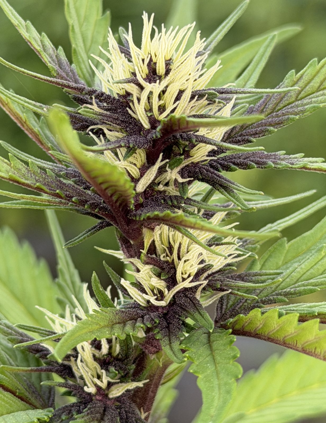A purple-tipped cannabis flower late in its cycle