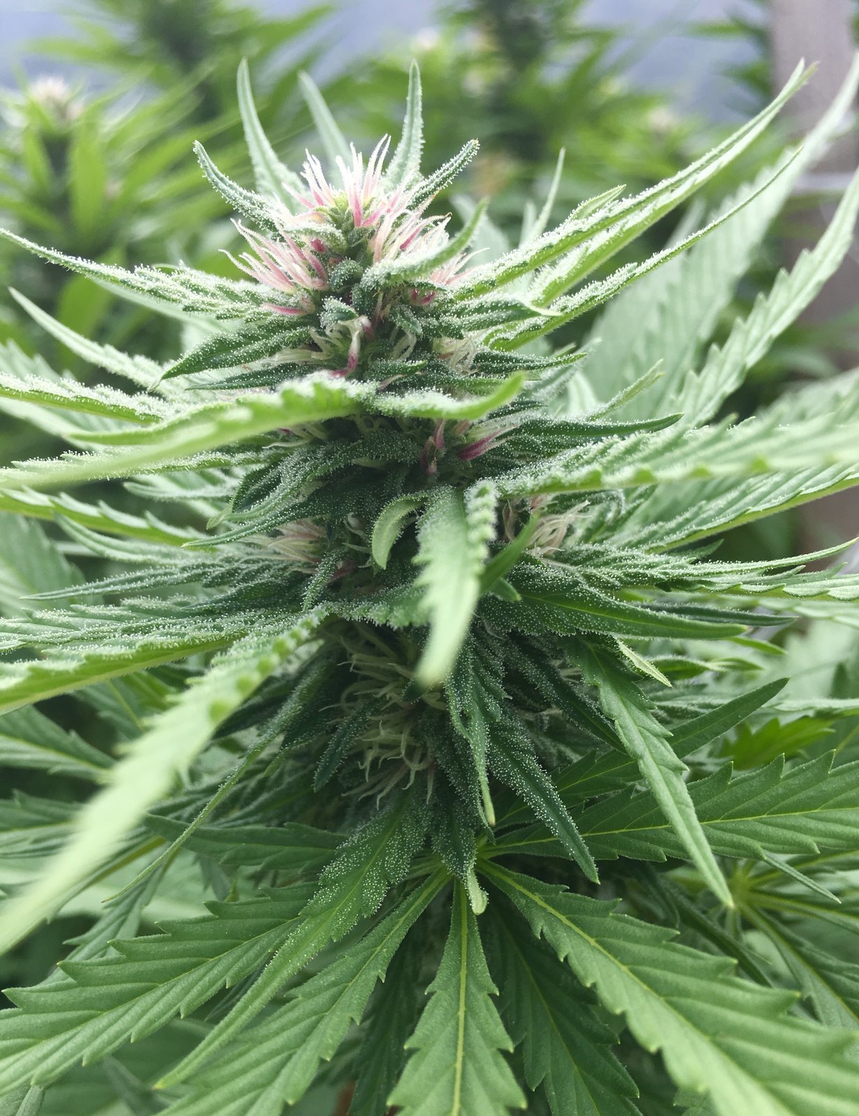 A cannabis flower in full leaf, photographed in the field