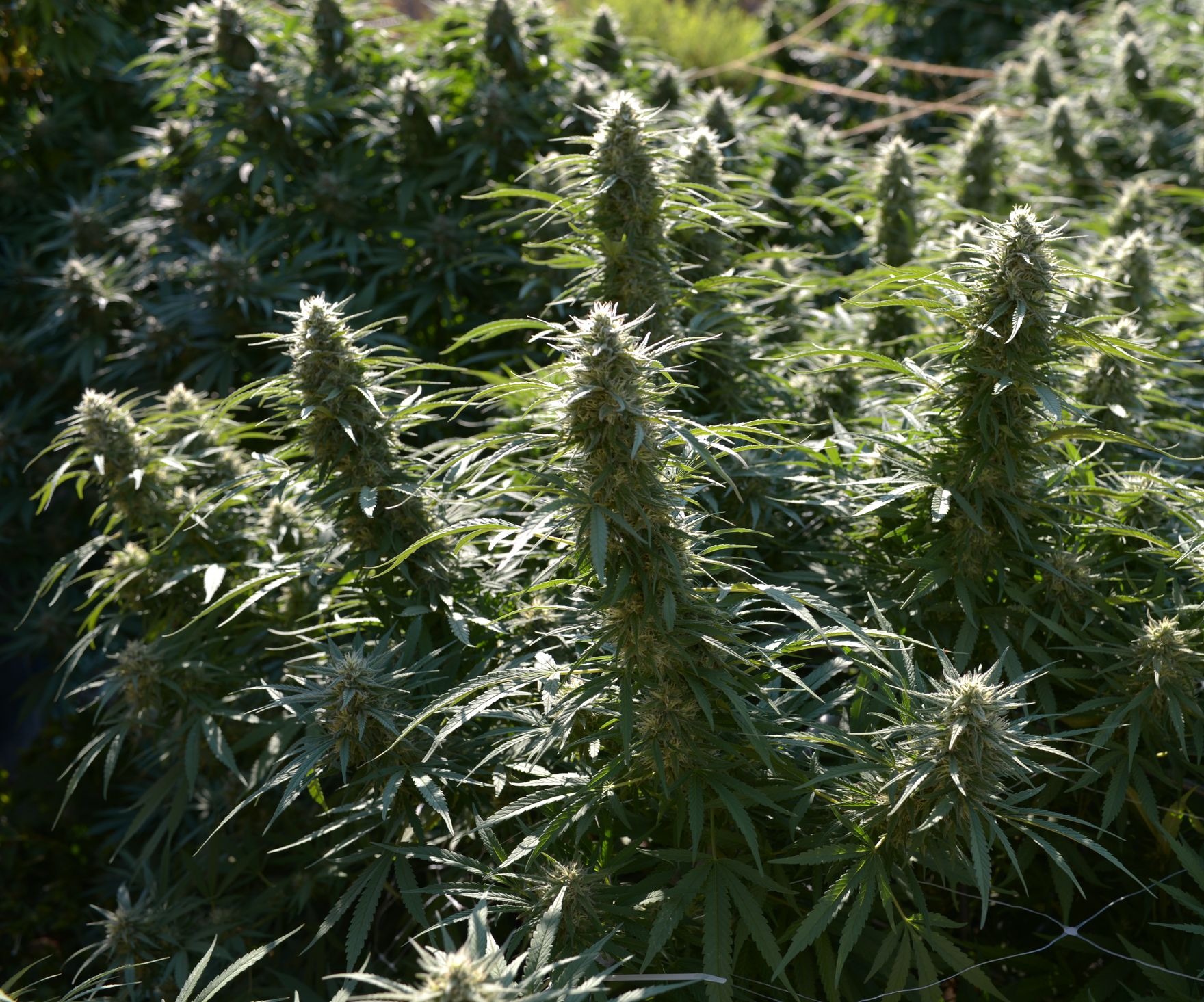 Flowering cannabis plants standing in the field
