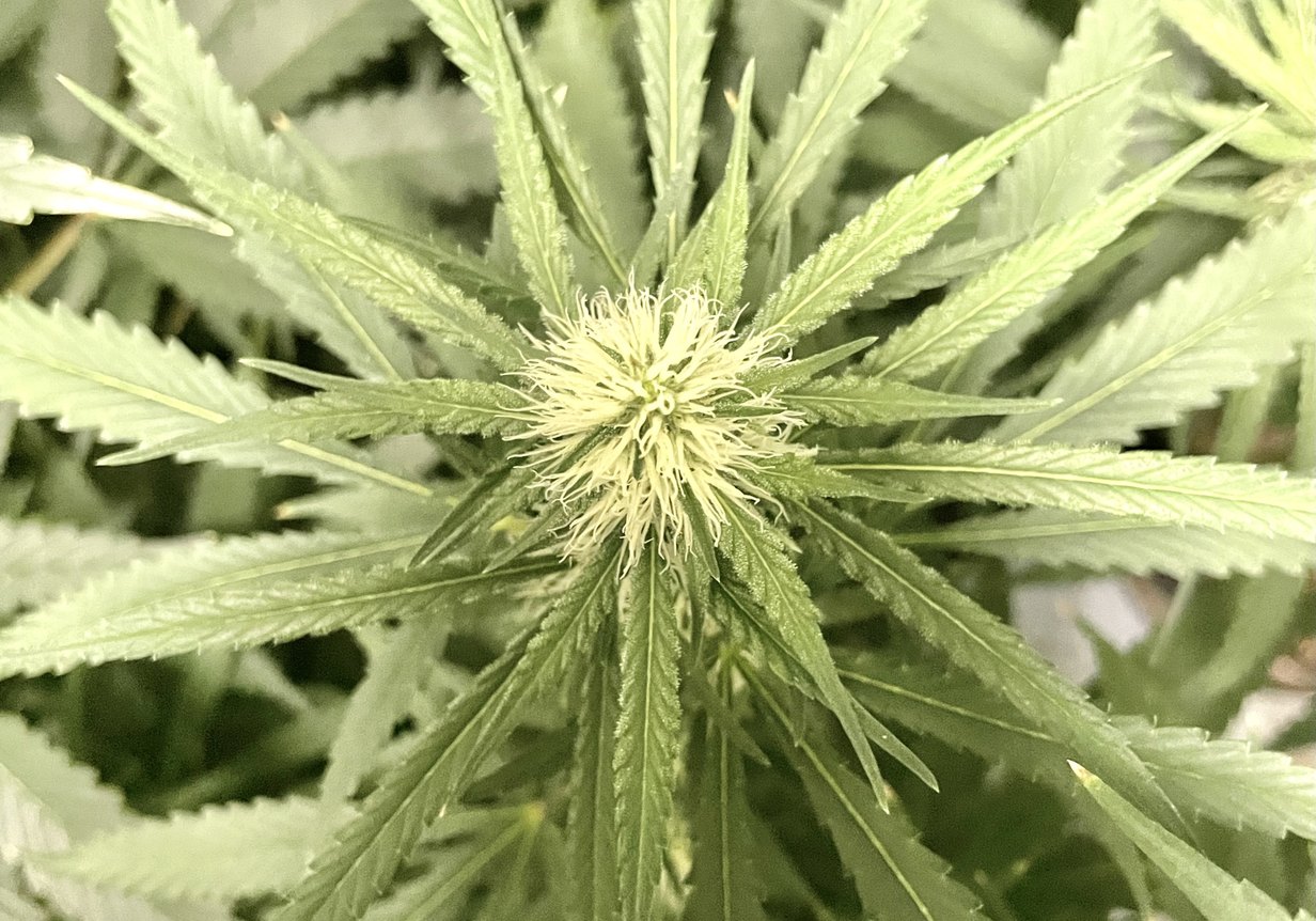 A cannabis canopy photographed from directly above