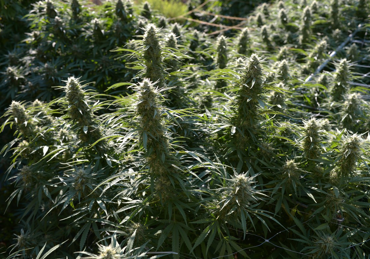 Rows of flowering cannabis in the field