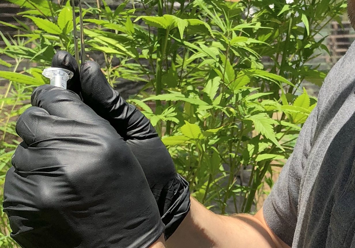 Sampling from a standing plant in the field