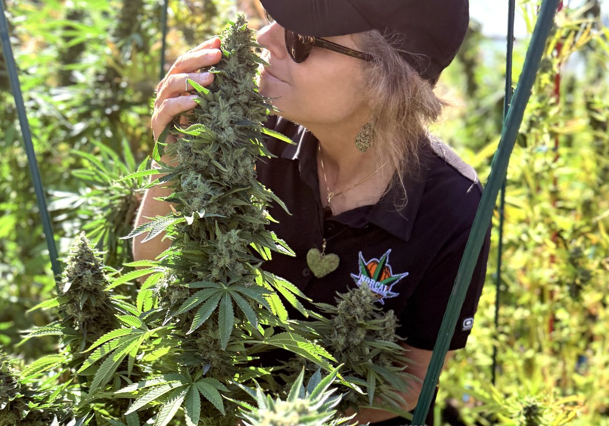 A breeder assessing a plant by scent during selection