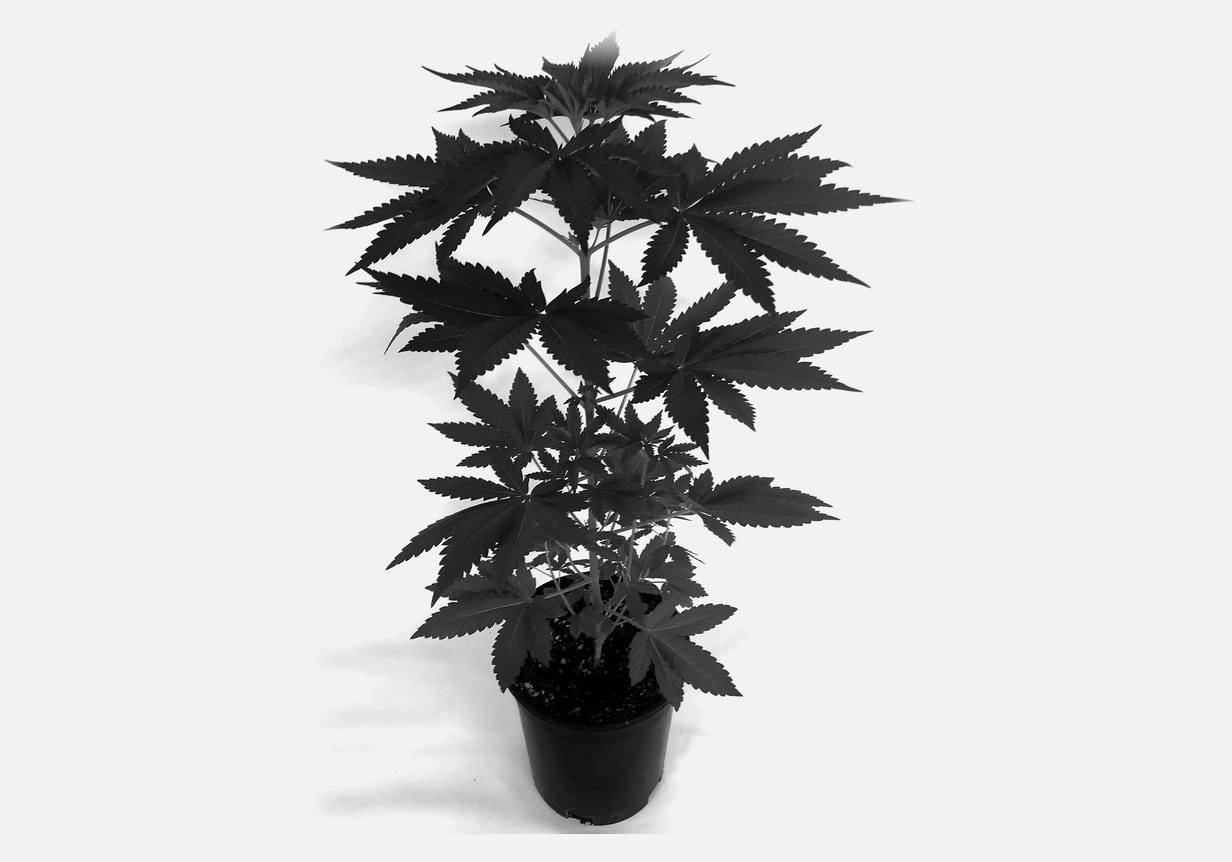 A single plant photographed as a specimen against a plain ground