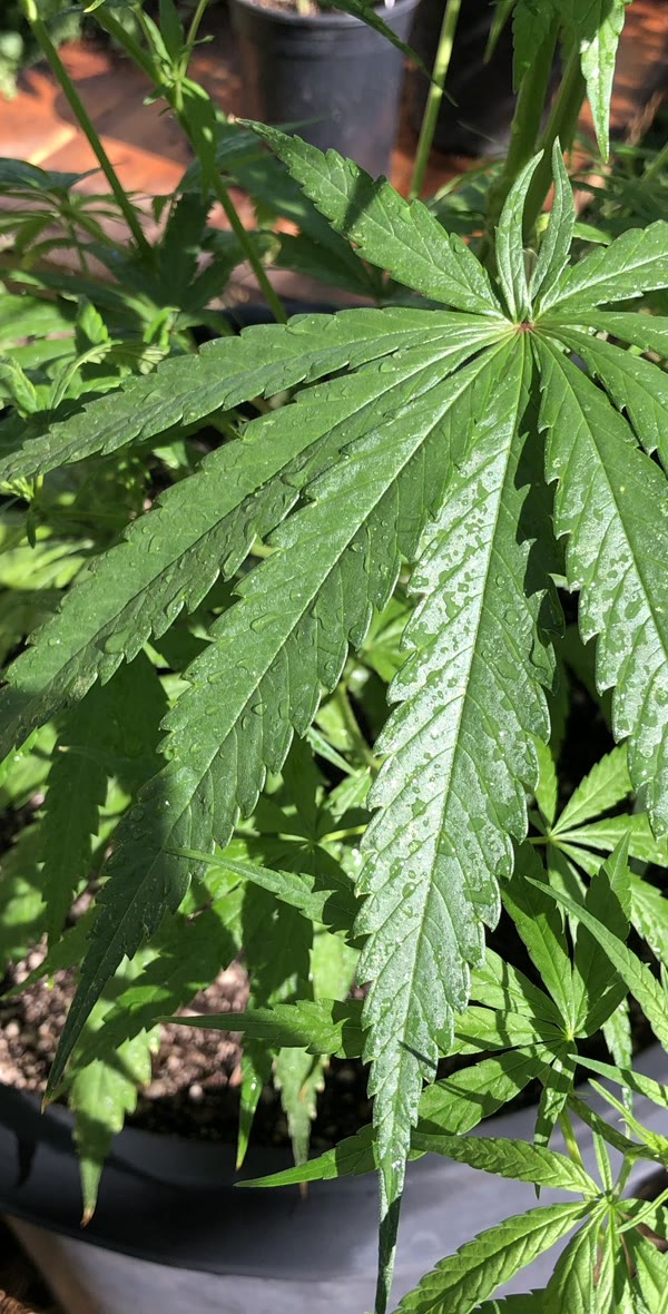 A single young cannabis plant held in a growing bed