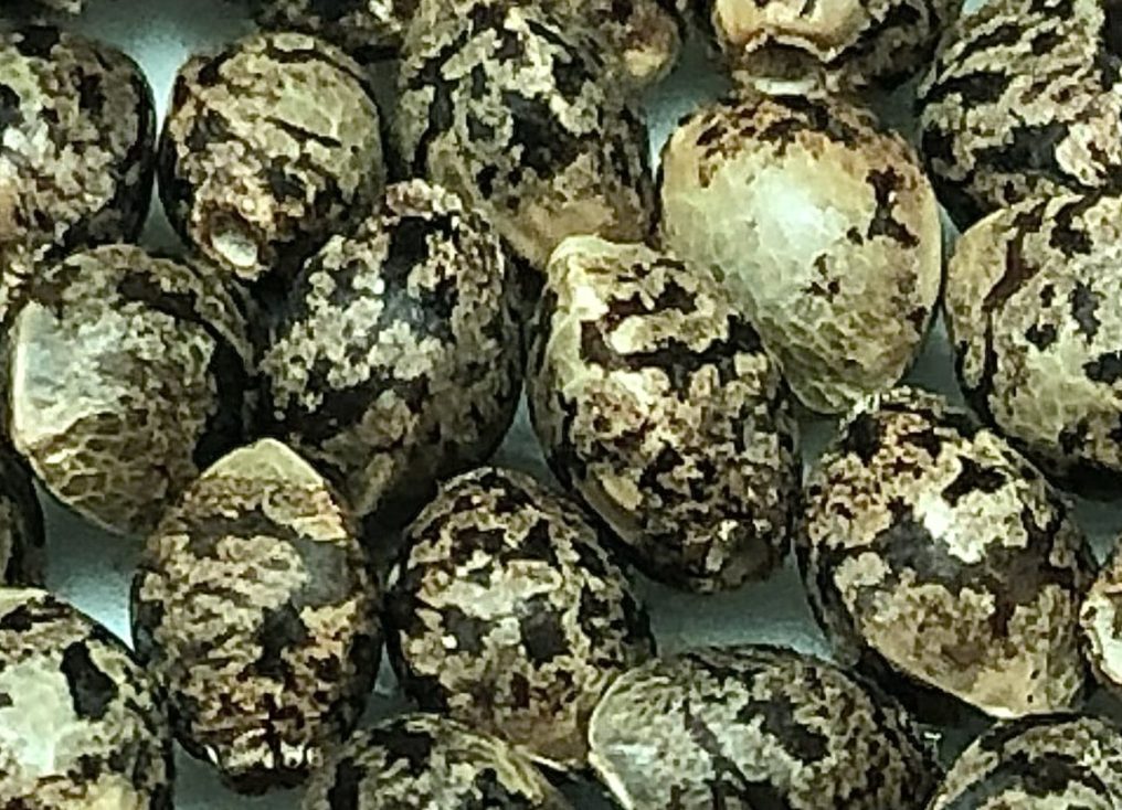 A lot of preserved cannabis seed, photographed close