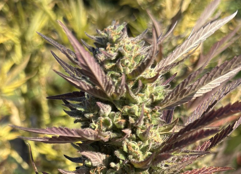 A cannabis flower turning purple late in the season