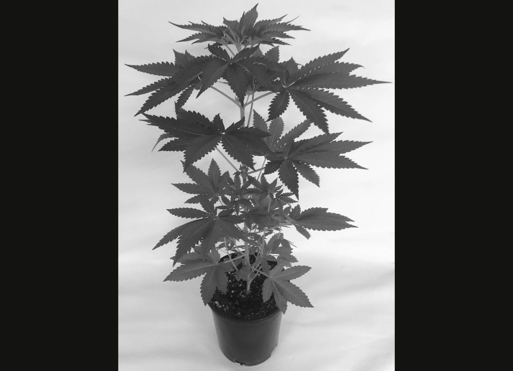 A young cannabis plant in a nursery pot, photographed against a white backdrop.