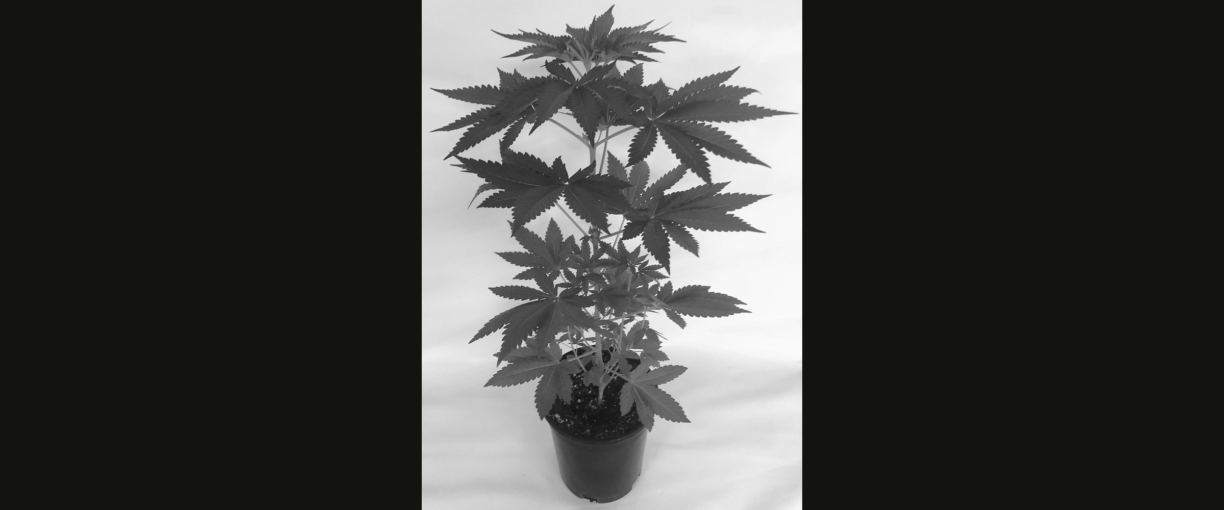 A young cannabis plant in a nursery pot, photographed against a white backdrop.