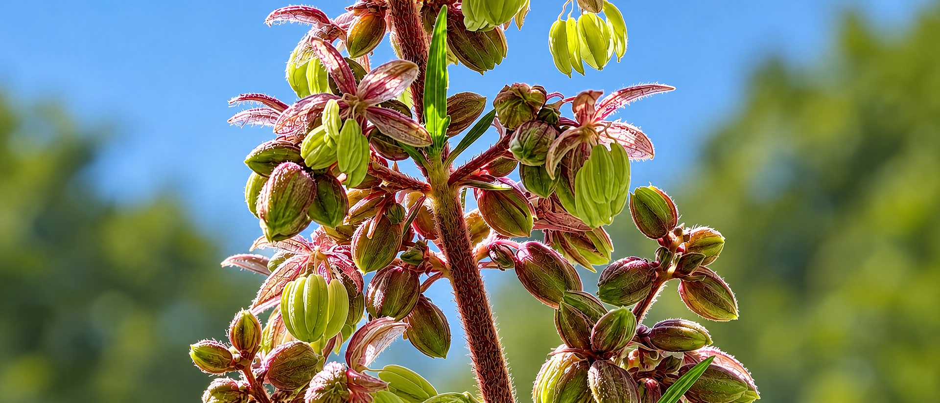 Male cannabis flowers during reproductive development.